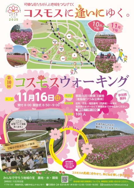 コスモスに逢いにゆく。コスモスリンクin川北