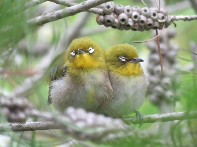 早朝探鳥会・定例探鳥会