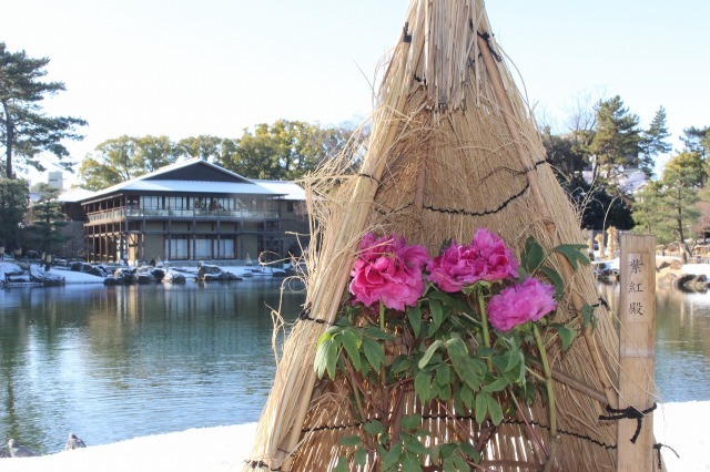 寒を遊ぶ徳川園の冬牡丹