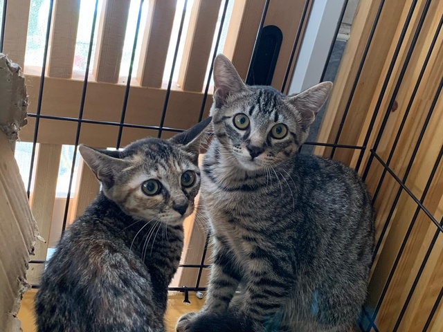 猫の譲渡会in花の文化園（12月）